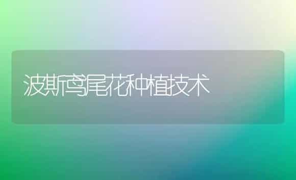 波斯鸢尾花种植技术 | 植物科普
