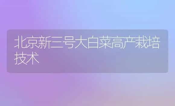 北京新三号大白菜高产栽培技术 | 植物科普