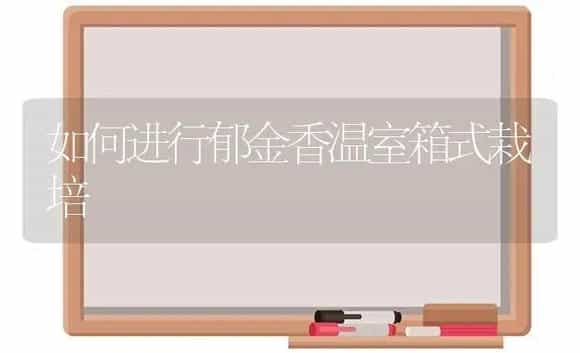 如何进行郁金香温室箱式栽培 | 植物科普