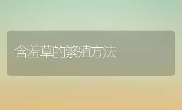 含羞草的繁殖方法 | 植物科普