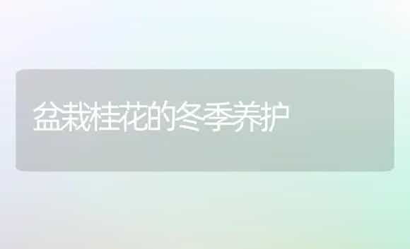 盆栽桂花的冬季养护 | 植物科普