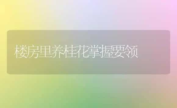 楼房里养桂花掌握要领 | 植物科普