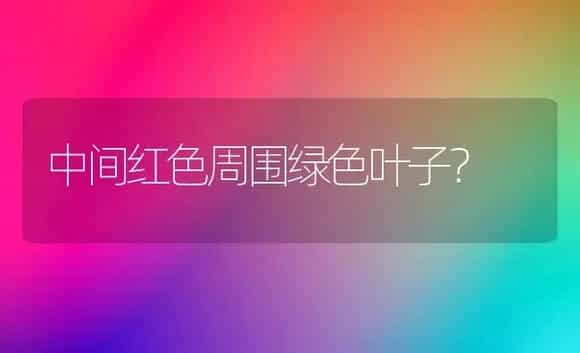 中间红色周围绿色叶子? | 植物问答