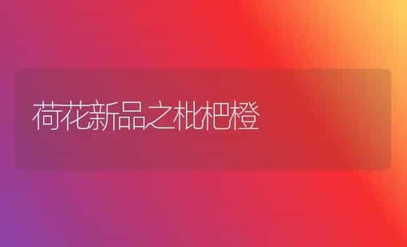 荷花新品之枇杷橙 | 植物科普
