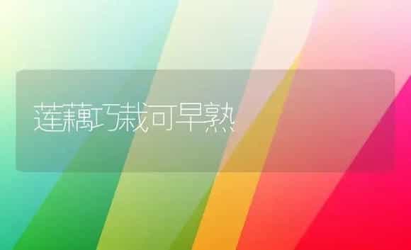 玫瑰三节叶峰 | 植物科普