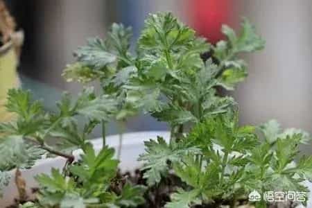 卫生间里适合养哪些植物？
