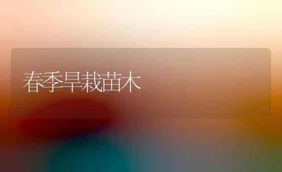 春季旱栽苗木 | 植物知识