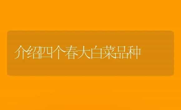 介绍四个春大白菜品种 | 植物科普