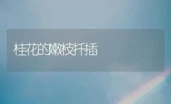 桂花的嫩枝扦插 | 植物科普