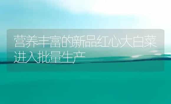 营养丰富的新品红心大白菜进入批量生产 | 植物科普