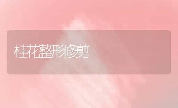 桂花整形修剪 | 植物科普