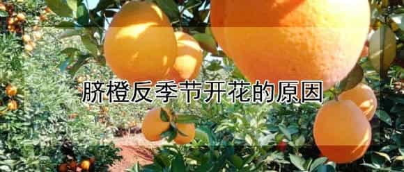 脐橙反季节开花的原因