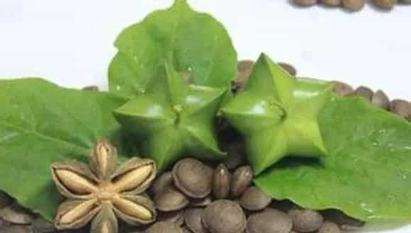 美藤果的种植要住什么？管理技术要点