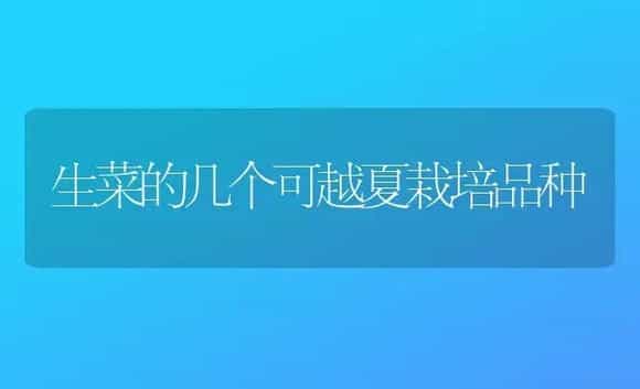 生菜的几个可越夏栽培品种 | 植物科普