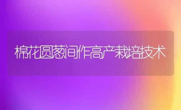 棉花圆葱间作高产栽培技术 | 植物科普