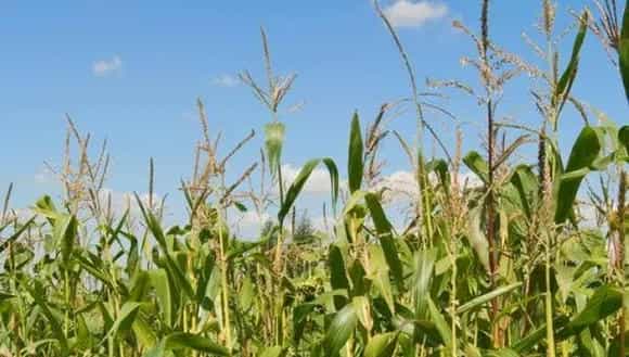 2018种玉米赚钱吗?玉米种植的利润与投资成本及前景预测