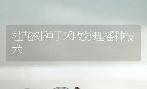 桂花树种子采收处理播种技术 | 植物科普