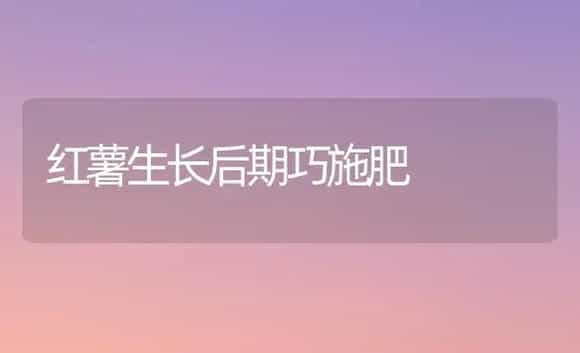 无土盆栽郁金香要做哪些准备工作 | 植物科普
