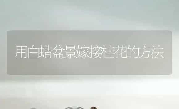 用白蜡盆景嫁接桂花的方法 | 植物科普