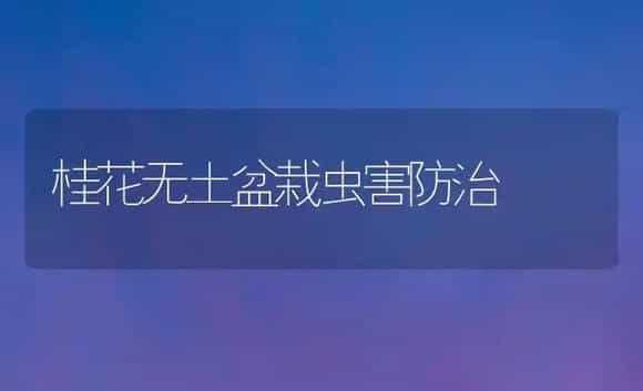 桂花无土盆栽虫害防治 | 植物科普