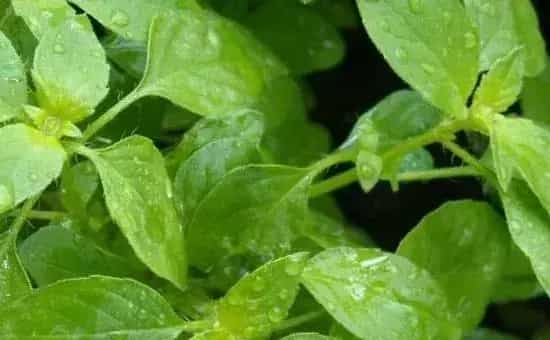 荆芥种植条件，土壤、温度、光照、水分缺一不可