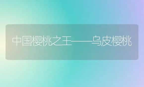 中国樱桃之王——乌皮樱桃 | 植物科普