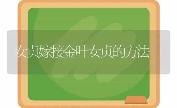 女贞嫁接金叶女贞的方法 | 植物科普