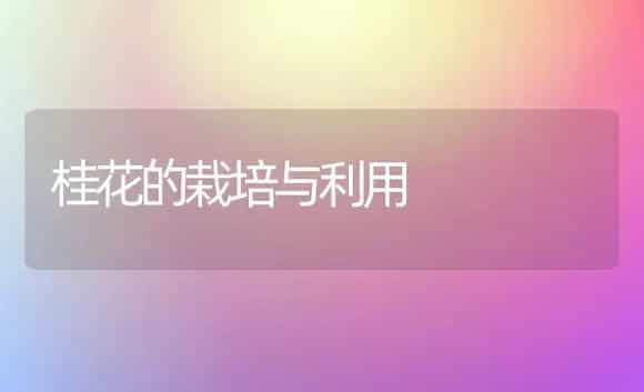 桂花的栽培与利用 | 植物科普