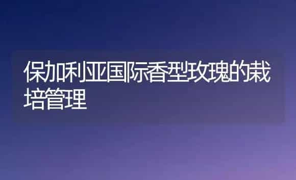 保加利亚国际香型玫瑰的栽培管理 | 植物科普