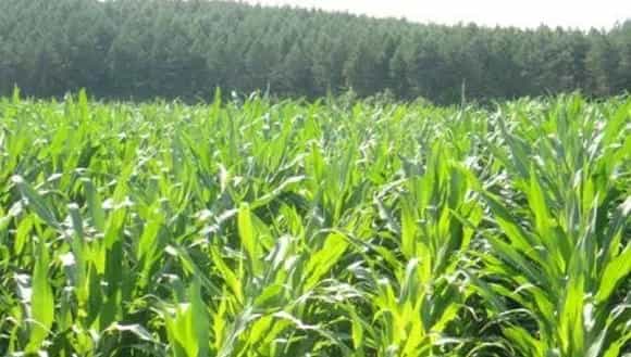 2018种玉米赚钱吗?玉米种植的利润与投资成本及前景预测
