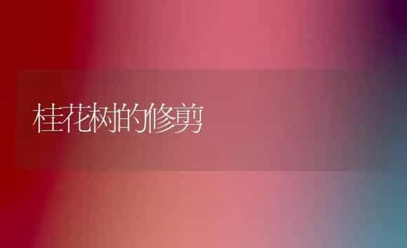 桂花树的修剪 | 植物科普