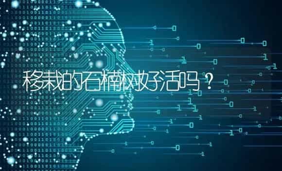 移栽的石楠树好活吗？ | 植物问答