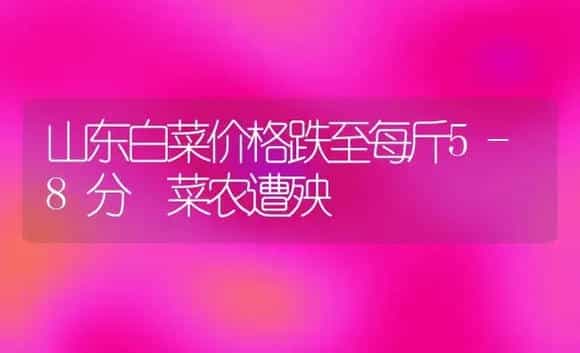 山东白菜价格跌至每斤5-8分 菜农遭殃 | 植物科普