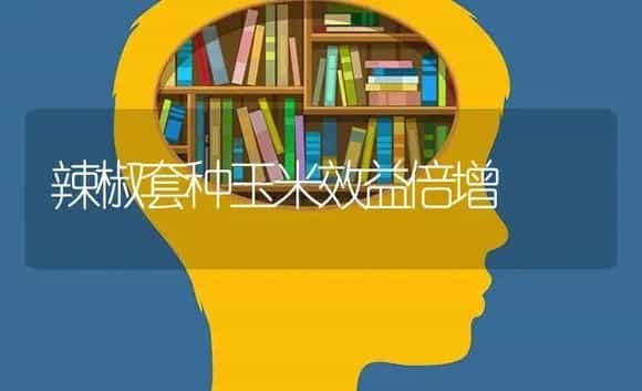 辣椒套种玉米效益倍增 | 植物百科