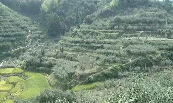 雪梨种植适宜地