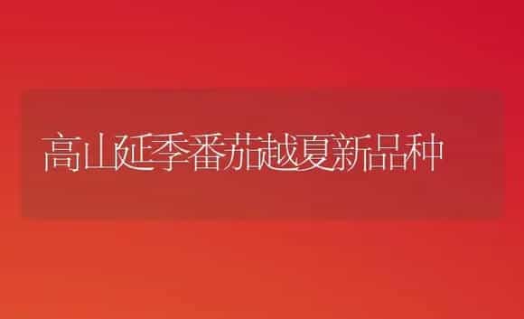 高山延季番茄越夏新品种 | 植物科普