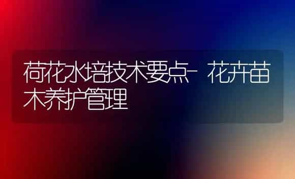 荷花水培技术要点-花卉苗木养护管理 | 植物科普