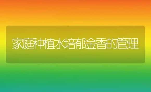 家庭种植水培郁金香的管理 | 植物科普