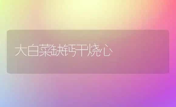 大白菜缺钙干烧心 | 植物科普