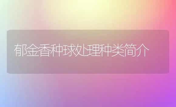 郁金香种球处理种类简介 | 植物科普