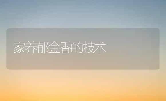 家养郁金香的技术 | 植物科普