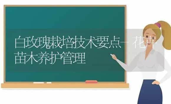 白玫瑰栽培技术要点-花卉苗木养护管理 | 植物科普