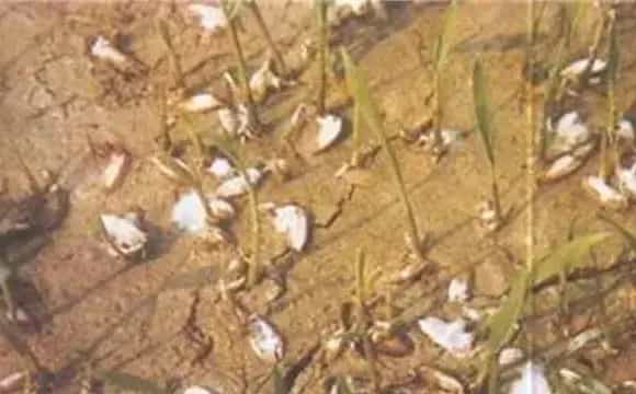 水稻烂种原因及防治措施