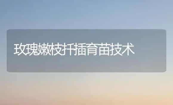 玫瑰嫩枝扦插育苗技术 | 植物科普