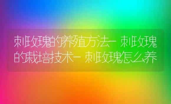 刺玫瑰的养殖方法-刺玫瑰的栽培技术-刺玫瑰怎么养 | 植物科普