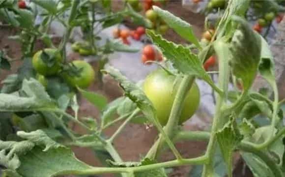 番茄叶卷曲是什么原因