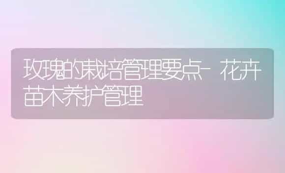 玫瑰的栽培管理要点-花卉苗木养护管理 | 植物科普
