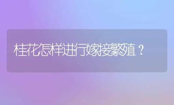 桂花怎样进行嫁接繁殖? | 植物科普