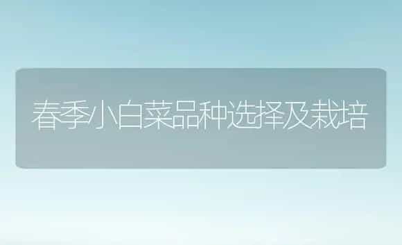 春季小白菜品种选择及栽培 | 植物科普