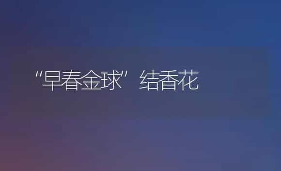 郁金香元旦春节上市栽培技术 | 植物科普